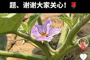 手感一般但防守在线！加兰23中9得22分5助3断 末节命中关键球